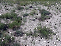 Чесноковские Белые горы. 2014 год