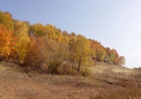 Гора Медвежий лоб (Арапова гора)