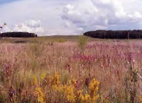 Частые колки