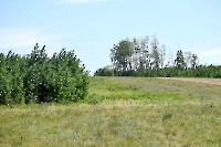 Частые колки