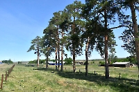 Назаровская сосновая аллея