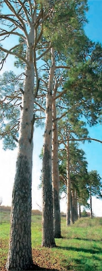 Назаровская сосновая аллея