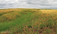 Таловская степь (участок госзаповедника «Оренбургский»)