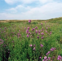 Таловская степь (участок госзаповедника «Оренбургский»)