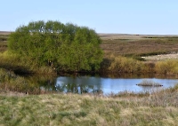 Таловская степь (участок госзаповедника «Оренбургский»)