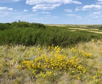 Таловская степь (участок госзаповедника «Оренбургский»)
