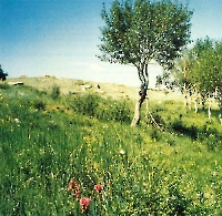 Гора Тасуба (Тас-Тюбе)