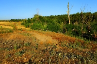 Сагарчинская дача. Июль 2015 года