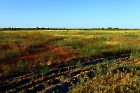 Сагарчинская дача. Июль 2015 года