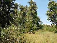 Ташлинский лесопарк Тимашева