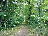 Ташлинский лесопарк Тимашева