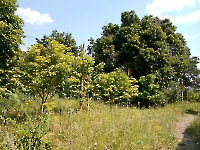 Ташлинский лесопарк Тимашева