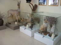 Соль-Илецкий краеведческий музей