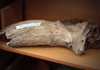 Школьный музей в селе Зубочистка Первая