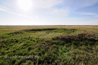 Курганная группа