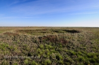 Курганная группа