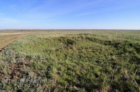 Курганная группа