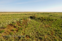 Курганная группа