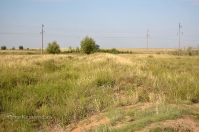 Чапаевские колки, фрагмент вала Перовского. Июль 2012 года