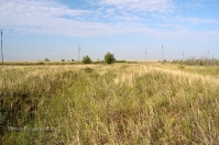 Чапаевские колки, фрагмент вала Перовского. Июль 2012 года