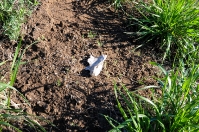 Степные урочища с курганами Три Мара. Май 2014 года