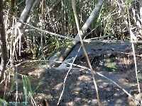 Дубенско-Лещевский родник. Август 2023 года