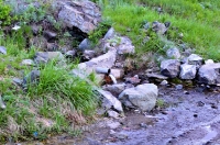 Царский родник