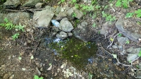 Родник возле Кошкиного дома