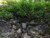 Родник Белый. Июль 2017 года