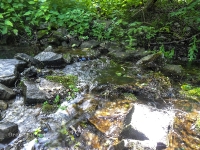 Родник Белый. Июль 2017 года