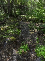 Родник Белый. Июль 2017 года