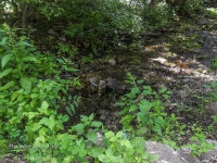 Родник Белый. Июль 2017 года