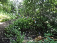 Родник Белый. Июль 2017 года