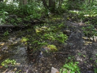 Родник Белый. Июль 2017 года