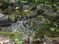 Родник Белый. Июль 2017 года