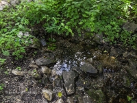 Родник Белый. Июль 2017 года