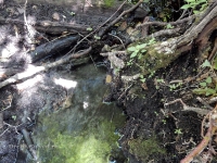 Родник близ Яманского ущелья. 2016 год