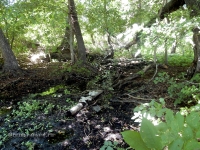 Родник близ Яманского ущелья. 2016 год