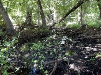 Родник близ Яманского ущелья. 2016 год