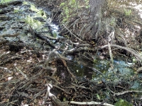 Родник близ Яманского ущелья. 2016 год