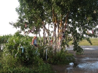 Родник Татьянин