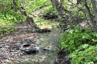 Родник Плакунка. Май 2013 года