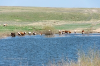 Река Жарбутак (Джар-Бутак). Апрель 2023 года