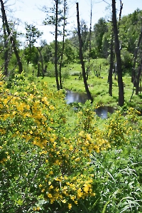Река Белгушка (Белгушна)