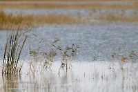 Красночабанское водохранилище. Октябрь 2024 года