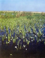 Озеро Журманколь