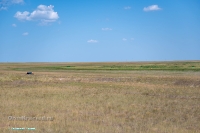 Озеро Жетыколь (малое). Июнь 2025 года