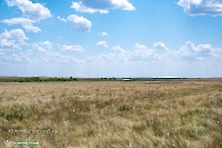 Пруд на балке Тущысай. Июнь 2025 года