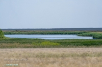 Пруд на балке Тущысай. Июнь 2025 года