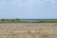 Пруд на балке Тущысай. Июнь 2025 года